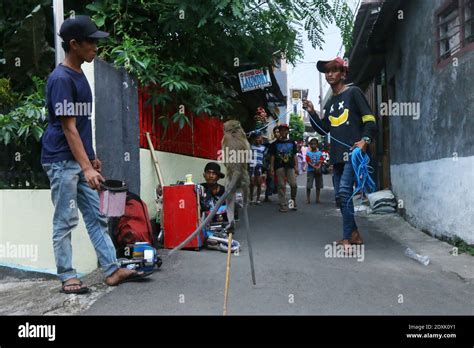 Exploitation of Animals Wrapped in Entertainment Stock Photo - Alamy