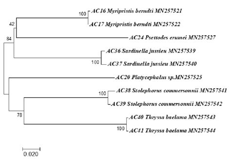 Phylogenetic tree of Clupeiformes including Beryciformes,... | Download Scientific Diagram