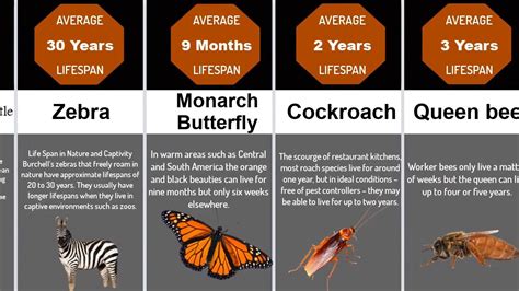 Comparison: Animal lifespans - YouTube