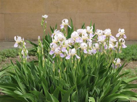 Irises in the garden stock photo. Image of nature, green - 138837856