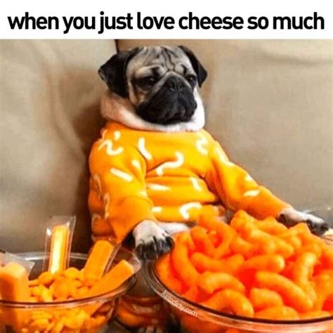 Funny Cheese Memes - 30+ Laughs For The Cheesy