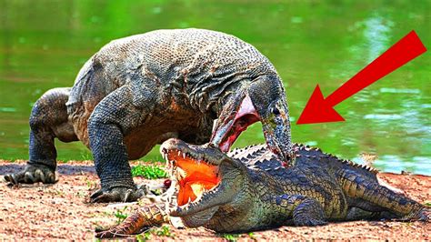 Komodo Dragon Vs Crocodile | Wildlife Battle - YouTube