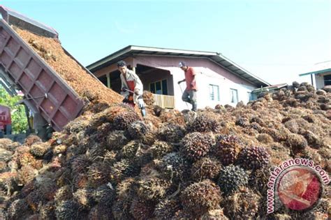 Palm oil production surpasses global GDP growth: Analyst - ANTARA News