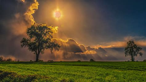 Field Trees Grass Sky, HD Nature, 4k Wallpapers, Images, Backgrounds, Photos and Pictures