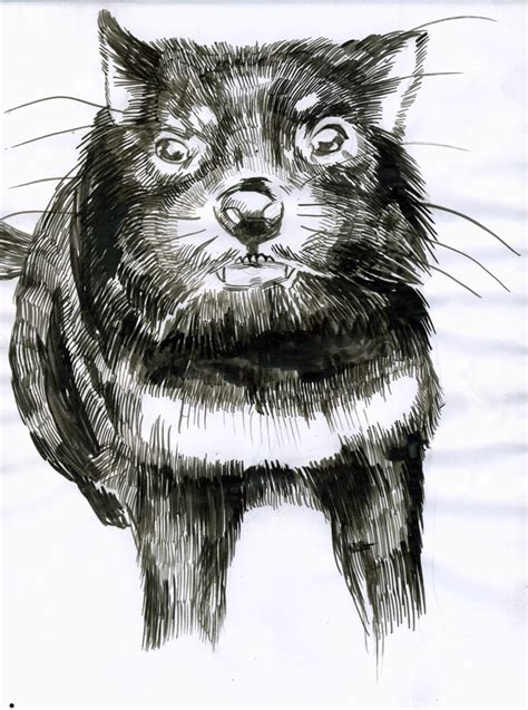 MC drawn: Tasmanian Devil — sketch: brush and ink