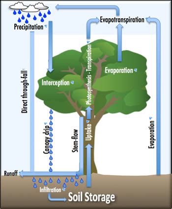 Rainforest restoration requires an understanding of hydroecology