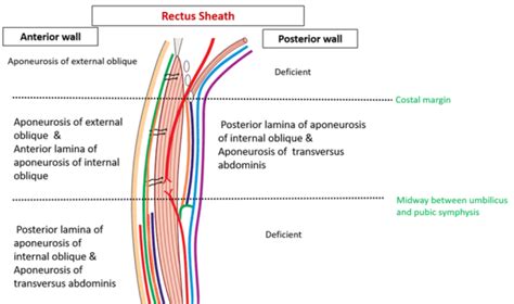 Rectus Sheath – Anatomy QA