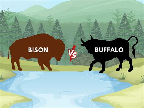 Bison vs. Buffalo: Understanding the Key Differences – One Stop Halal