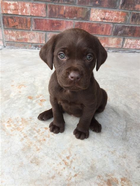 Chocolate lab puppy | Chocolate lab puppies, Lab puppy, Puppies