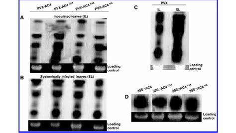 Northern blot hybridization of RNA extracted from leaf tissues of... | Download Scientific Diagram