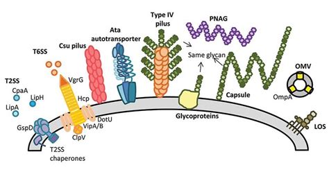 Acinetobacter baumannii- An Overview