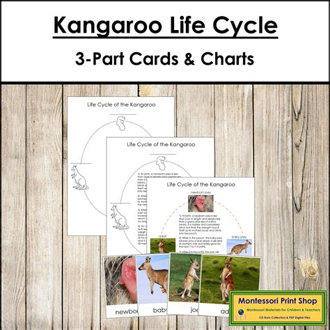 The Kangaroo Life Cycle 3-Part Cards & Charts - Montessori Nomenclature | Made By Teachers