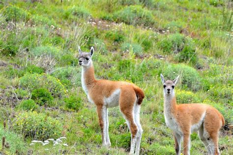 Couple of Young Guanacos in the Patagonia Fields. Stock Image - Image ...