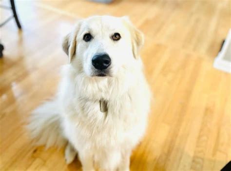 The Anatolian Pyrenees: Is this unique crossbreed of giant guardians for you? - K9 Web