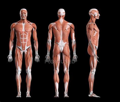 legale splendore difficile da accontentare human body front and side ...