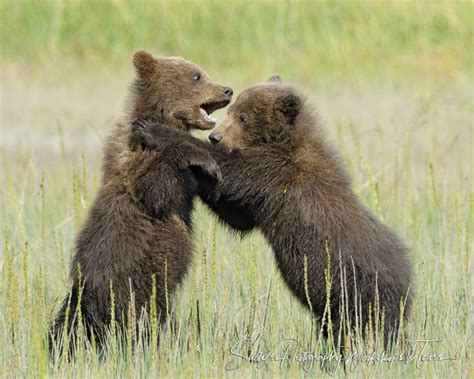 Picture of grizzly bear cubs playing - Shetzers Photography