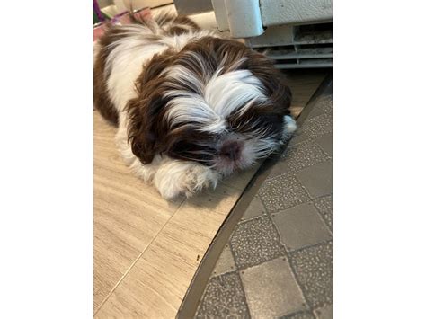 Shih Tzu-DOG-Female-Brown / White-3123530-Petland Pets & Puppies Chicago Illinois