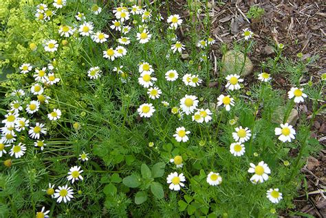 German Chamomile Vs. Roman Chamomile: What’s The Difference? - Hobby Farms