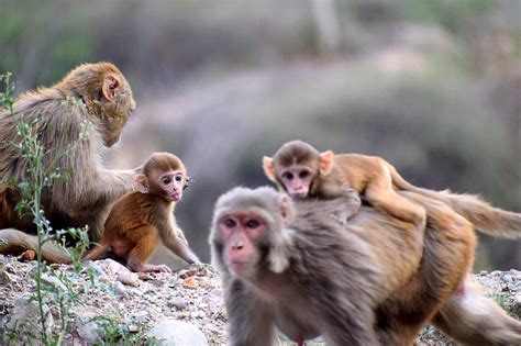 What the Behavior of Monkeys Can Teach Us About Investing Bias