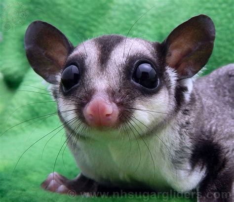 Dash, black beauty sugar glider joey from NH Sugar Gliders. | Sugar glider pet, Sugar glider ...