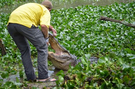 THE SPARKS: Kliebert's Alligator Farm