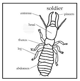 Anatomy Of Termite - Anatomical Charts & Posters