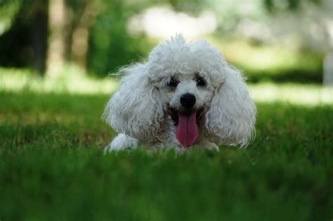 31 Interesting Facts About Poodles | OhFact!