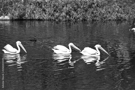 Birds of Israel, birds of the Holy Landirds of Israel, birds of the Holy Land Stock Photo ...