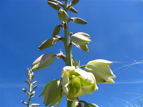 bhsBike: Prairie Flowers - Great Plains Yucca