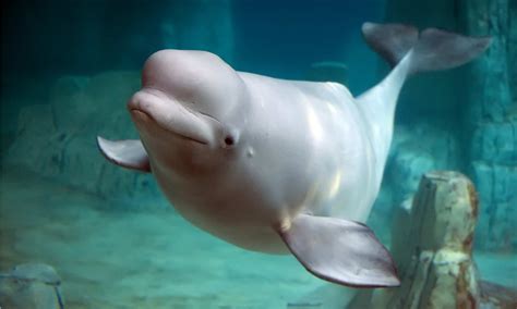 Discover the 4 Lucky Aquariums with Beluga Whales - A-Z Animals