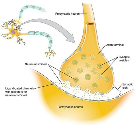 What is a Neurotransmitter? Types and Functions | ChemTalk