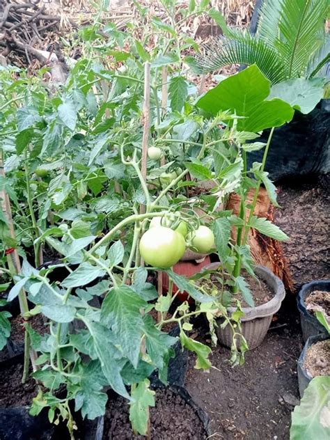 Hybrid Tomato plant with fruits, Furniture & Home Living, Gardening ...