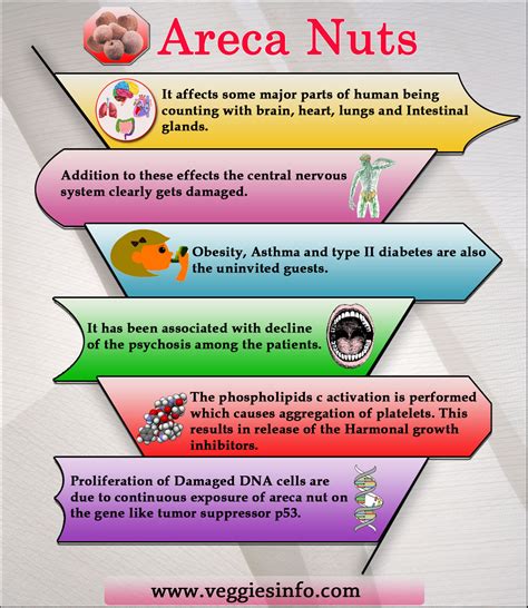 Classical Areca Nuts Health Benefits and Nutrition Facts | Veggies Info