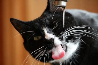 Pics of Funny Cats Photos Drinking Water | Photo Funny Pictures