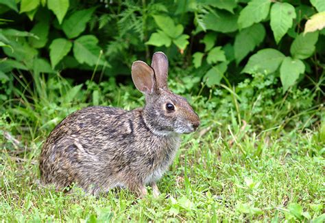 swamp rabbit (Sylvilagus aquaticus) - a photo on Flickriver