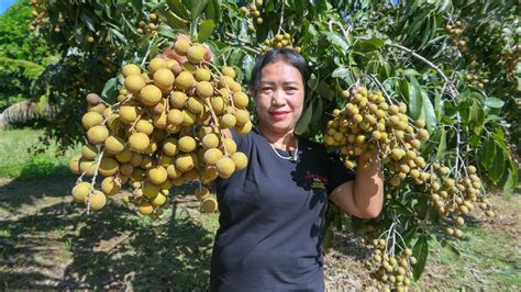 Harvest Longan Fruit For Jelly Dessert - Simple Life Cooking - YouTube