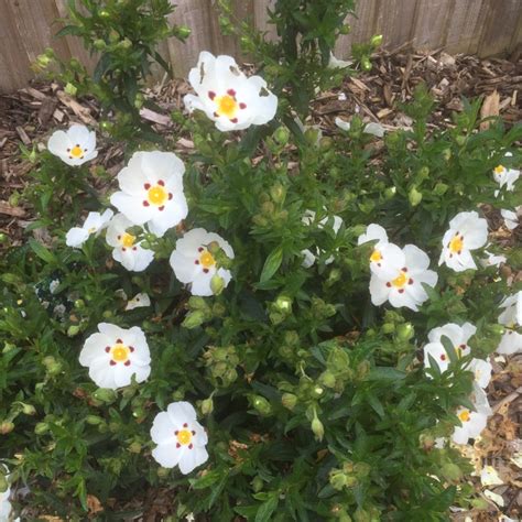 Cistus x aguilarii 'Maculatus', Spotted White Rock Rose in GardenTags plant encyclopedia