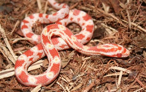 5 Corn Snake HD Wallpapers | Background Images - Wallpaper Abyss