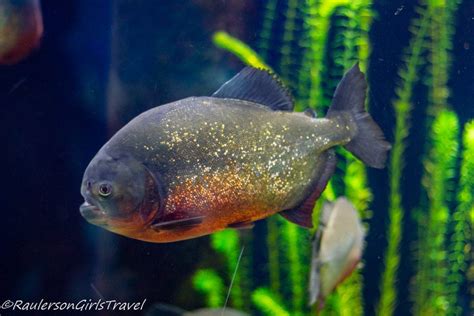 Under the Sea at the Aquarium of Genoa - RaulersonGirlsTravel