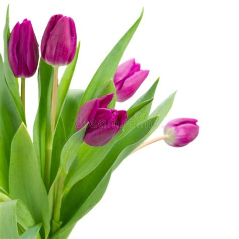 Purple tulips border stock image. Image of bloom, natural - 23725483