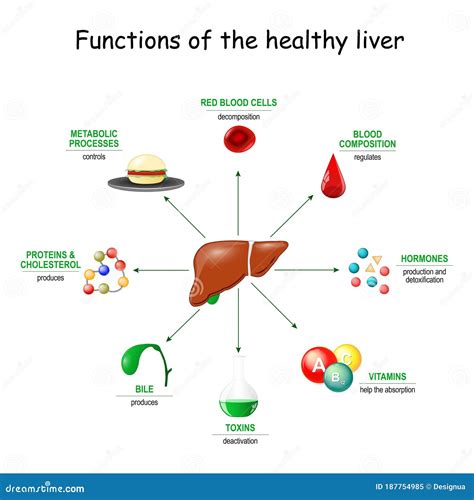 Healthy Liver And Alcohol Get Cirrhosis Cartoon Vector | CartoonDealer.com #73936063