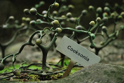 cooksonia | Flickr - Photo Sharing!