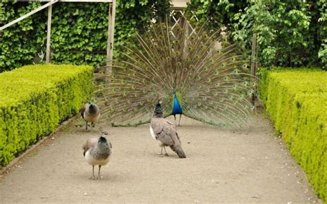 How do Peacocks Mate? - LearnPoultry