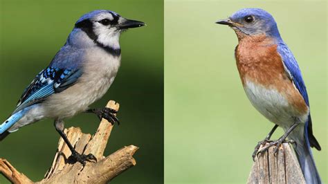 Blue Jay vs Bluebird: A Detailed Guide on Who’s Blue and Who’s Who?