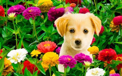 Flowers and Puppies Wallpapers on WallpaperDog