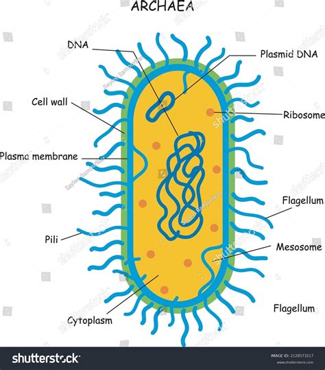 Archaea bacteria : 514 images, photos et images vectorielles de stock ...