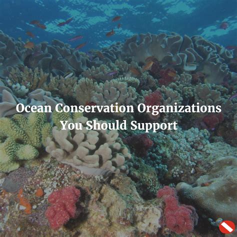 Ocean Conservation Organizations You Should Support - AquaViews | Ocean ...