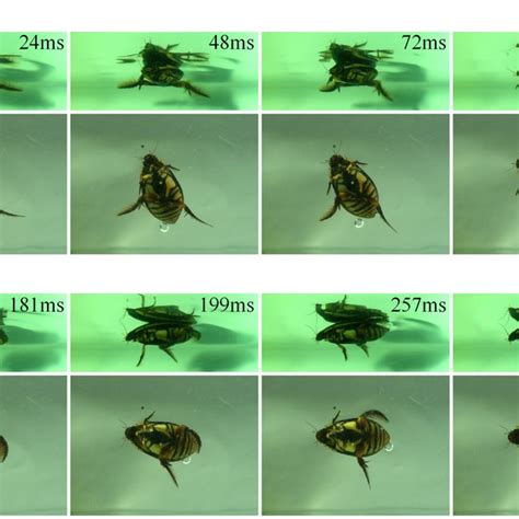 Time sequence diagram of a diving beetle for one right-turning cycle ...