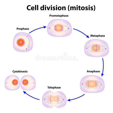 Étapes De Division Cellulaire De La Mitose Illustration Stock - Illustration du cancer, microbes ...