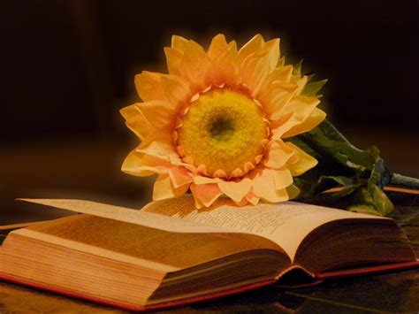 Book and sunflower by felinablueeyes on DeviantArt